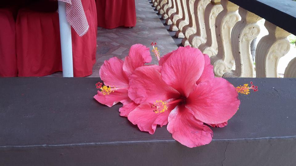 Casakeja Inn Panglao Exterior foto